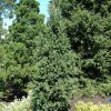 Columnar Norway Spruce #6 - Image 2